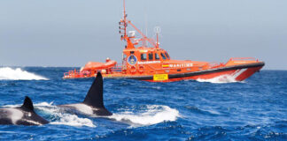 ORCAS ATACAN UN VELERO EN CÁDIZ