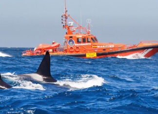 ORCAS ATACAN UN VELERO EN CÁDIZ