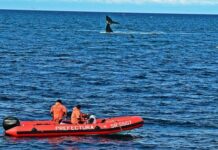 PREFECTURA BRINDÓ RECOMENDACIONES PARA NAVEGAR EN EL GOLFO NUEVO EN TEMPORADA DE BALLENAS