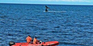 PREFECTURA BRINDÓ RECOMENDACIONES PARA NAVEGAR EN EL GOLFO NUEVO EN TEMPORADA DE BALLENAS