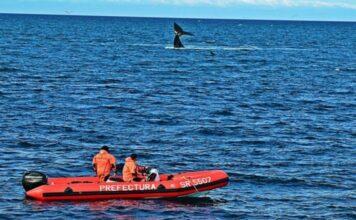 PREFECTURA BRINDÓ RECOMENDACIONES PARA NAVEGAR EN EL GOLFO NUEVO EN TEMPORADA DE BALLENAS