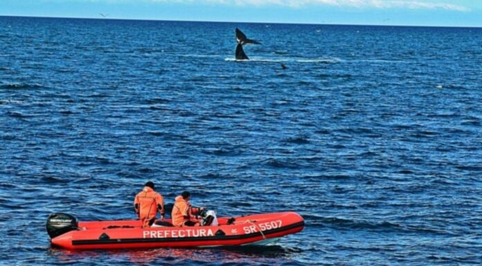 PREFECTURA BRINDÓ RECOMENDACIONES PARA NAVEGAR EN EL GOLFO NUEVO EN TEMPORADA DE BALLENAS