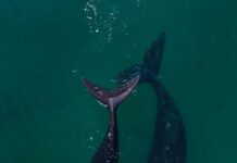 VIDEO- EL IMPACTANTE MOMENTO EN EL QUE UNA BALLENA EMPUJA LA TABLA DE SUP DE UNA MUJER EN PUERTO MADRYN
