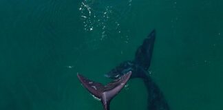 VIDEO- EL IMPACTANTE MOMENTO EN EL QUE UNA BALLENA EMPUJA LA TABLA DE SUP DE UNA MUJER EN PUERTO MADRYN