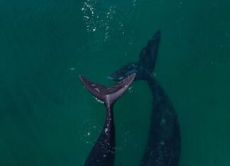 VIDEO- EL IMPACTANTE MOMENTO EN EL QUE UNA BALLENA EMPUJA LA TABLA DE SUP DE UNA MUJER EN PUERTO MADRYN