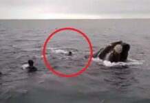 VIDEO- DENUNCIAN A UN GRUPO DE BUZOS POR INTENTAR MONTAR UNA BALLENA FRANCA EN LA COSTA RIONEGRINA