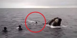 VIDEO- DENUNCIAN A UN GRUPO DE BUZOS POR INTENTAR MONTAR UNA BALLENA FRANCA EN LA COSTA RIONEGRINA