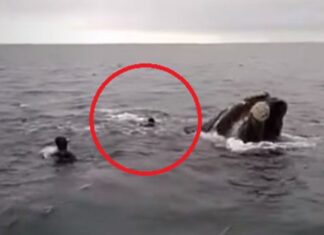 VIDEO- DENUNCIAN A UN GRUPO DE BUZOS POR INTENTAR MONTAR UNA BALLENA FRANCA EN LA COSTA RIONEGRINA