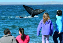 EL DORADILLO, UNA PLAYA DONDE LAS BALLENAS “AVISTAN” A LA GENTE A 15 KM DE PUERTO MADRYN