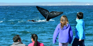 EL DORADILLO, UNA PLAYA DONDE LAS BALLENAS “AVISTAN” A LA GENTE A 15 KM DE PUERTO MADRYN