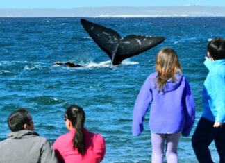 EL DORADILLO, UNA PLAYA DONDE LAS BALLENAS “AVISTAN” A LA GENTE A 15 KM DE PUERTO MADRYN