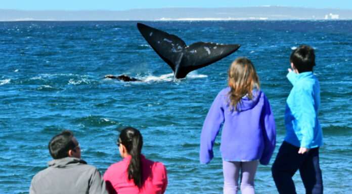 EL DORADILLO, UNA PLAYA DONDE LAS BALLENAS “AVISTAN” A LA GENTE A 15 KM DE PUERTO MADRYN