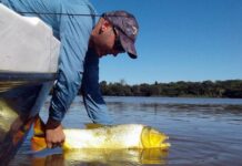 PESCARON UN DORADO Y LO RECAPTURAN EN EL RÍO PARANÁ A CASI 1000 KILÓMETROS