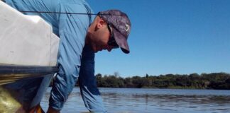 PESCARON UN DORADO Y LO RECAPTURAN EN EL RÍO PARANÁ A CASI 1000 KILÓMETROS