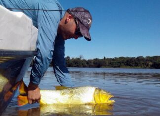 PESCARON UN DORADO Y LO RECAPTURAN EN EL RÍO PARANÁ A CASI 1000 KILÓMETROS