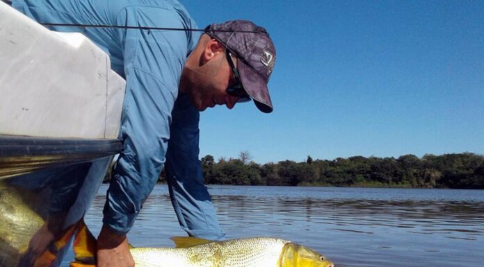 PESCARON UN DORADO Y LO RECAPTURAN EN EL RÍO PARANÁ A CASI 1000 KILÓMETROS