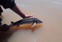 SORPRESA EN LA CUENCA DEL RÍO PARANÁ: PESCARON UN ESTURIÓN CUYO ORIGEN SE REMONTA A LA ÉPOCA DE LOS DINOSAURIOS
