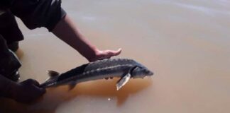SORPRESA EN LA CUENCA DEL RÍO PARANÁ: PESCARON UN ESTURIÓN CUYO ORIGEN SE REMONTA A LA ÉPOCA DE LOS DINOSAURIOS