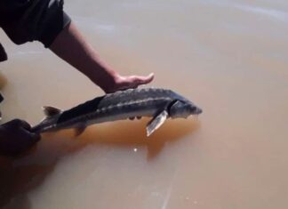 SORPRESA EN LA CUENCA DEL RÍO PARANÁ: PESCARON UN ESTURIÓN CUYO ORIGEN SE REMONTA A LA ÉPOCA DE LOS DINOSAURIOS