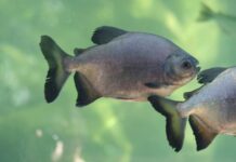 CIENTÍFICOS ESTUDIAN LAS POBLACIONES DE LOS PRINCIPALES PECES DEL RÍO PARANÁ