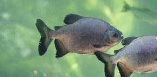 CIENTÍFICOS ESTUDIAN LAS POBLACIONES DE LOS PRINCIPALES PECES DEL RÍO PARANÁ