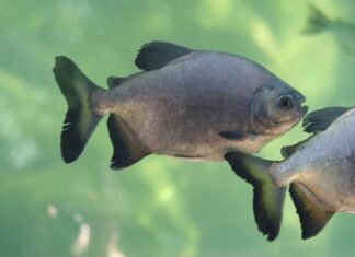 CIENTÍFICOS ESTUDIAN LAS POBLACIONES DE LOS PRINCIPALES PECES DEL RÍO PARANÁ