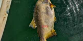 CORRIENTES: VOLVIERON A APARECER PECES MUERTOS EN EL RÍO PARANÁ