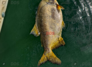 CORRIENTES: VOLVIERON A APARECER PECES MUERTOS EN EL RÍO PARANÁ