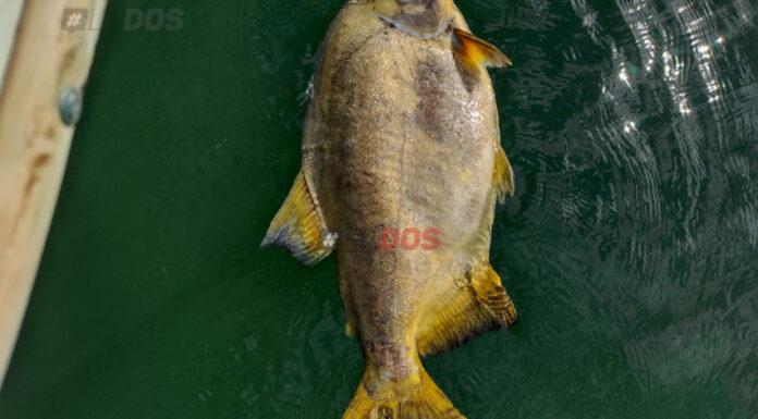 CORRIENTES: VOLVIERON A APARECER PECES MUERTOS EN EL RÍO PARANÁ