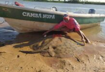 MONSTRUOS DEL PARANÁ: PESCAN Y DEVUELVEN UNA RAYA GIGANTE
