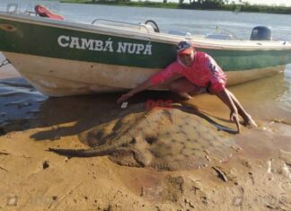 MONSTRUOS DEL PARANÁ: PESCAN Y DEVUELVEN UNA RAYA GIGANTE