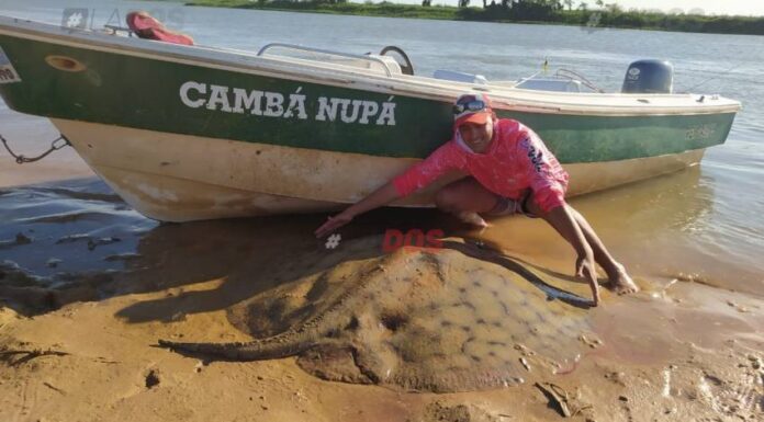 MONSTRUOS DEL PARANÁ: PESCAN Y DEVUELVEN UNA RAYA GIGANTE