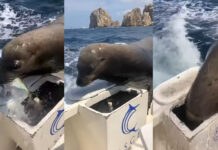 VIDEO- “PANCHO”, LA SIMPÁTICA FOCA QUE SE VOLVIÓ VIRAL POR SUBIRSE A LOS BARCOS A PEDIR COMIDA