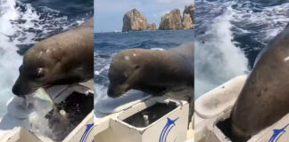 VIDEO- “PANCHO”, LA SIMPÁTICA FOCA QUE SE VOLVIÓ VIRAL POR SUBIRSE A LOS BARCOS A PEDIR COMIDA