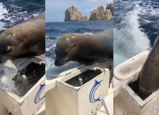 VIDEO- “PANCHO”, LA SIMPÁTICA FOCA QUE SE VOLVIÓ VIRAL POR SUBIRSE A LOS BARCOS A PEDIR COMIDA