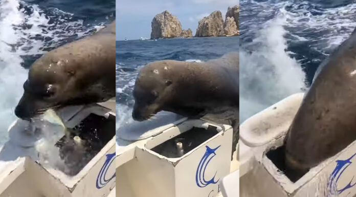 VIDEO- “PANCHO”, LA SIMPÁTICA FOCA QUE SE VOLVIÓ VIRAL POR SUBIRSE A LOS BARCOS A PEDIR COMIDA