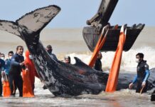 VIDEO- RESCATARON A DOS BALLENAS VARADAS EN EL PARTIDO DE LA COSTA