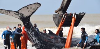 VIDEO- RESCATARON A DOS BALLENAS VARADAS EN EL PARTIDO DE LA COSTA