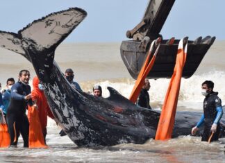 VIDEO- RESCATARON A DOS BALLENAS VARADAS EN EL PARTIDO DE LA COSTA