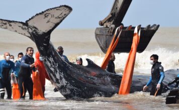 VIDEO- RESCATARON A DOS BALLENAS VARADAS EN EL PARTIDO DE LA COSTA