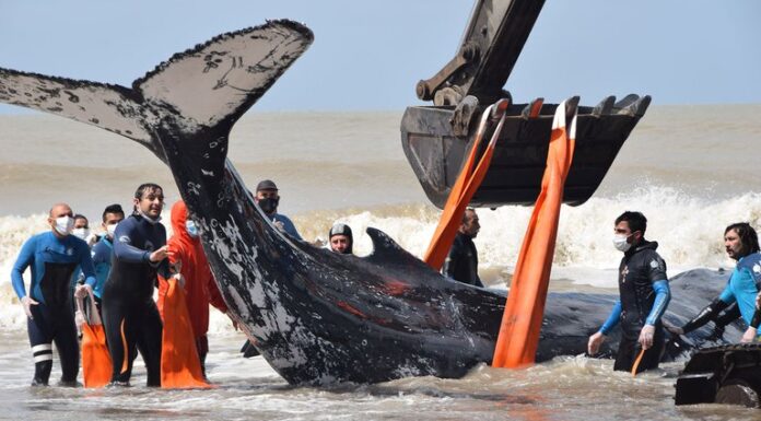 VIDEO- RESCATARON A DOS BALLENAS VARADAS EN EL PARTIDO DE LA COSTA