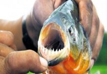 VOLVIERON LOS ATAQUES DE PALOMETAS EN EL RÍO PARANÁ: UNA MUJER FUE MORDIDA Y CAUSÓ ALARMA ENTRE LOS BAÑISTAS