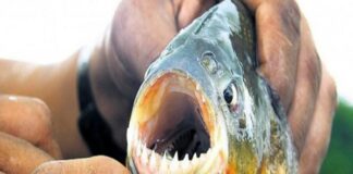 VOLVIERON LOS ATAQUES DE PALOMETAS EN EL RÍO PARANÁ: UNA MUJER FUE MORDIDA Y CAUSÓ ALARMA ENTRE LOS BAÑISTAS