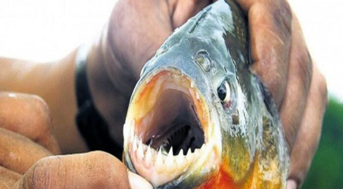 VOLVIERON LOS ATAQUES DE PALOMETAS EN EL RÍO PARANÁ: UNA MUJER FUE MORDIDA Y CAUSÓ ALARMA ENTRE LOS BAÑISTAS