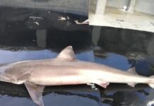 EL RÍO TÁMESIS DE LONDRES, HOGAR DE TRES ESPECIES DE TIBURONES