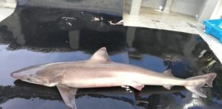 EL RÍO TÁMESIS DE LONDRES, HOGAR DE TRES ESPECIES DE TIBURONES