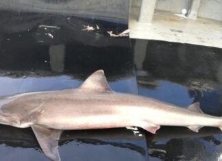 EL RÍO TÁMESIS DE LONDRES, HOGAR DE TRES ESPECIES DE TIBURONES