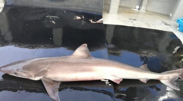 EL RÍO TÁMESIS DE LONDRES, HOGAR DE TRES ESPECIES DE TIBURONES