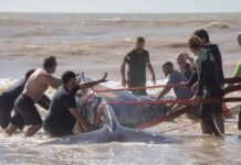 RESCATARON A UNA BALLENA ENCALLADA EN VILLA GESELL