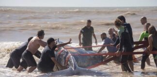 RESCATARON A UNA BALLENA ENCALLADA EN VILLA GESELL